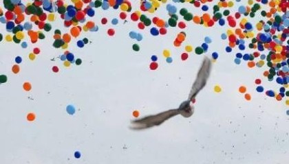 星空电竞-阅兵放飞信鸽翻车现场：不少鸽子“越狱”，原因曝光让养鸽人泪崩