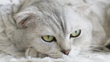 星空电竞平台官网-中国篮协主席：仍和姚明沟通决策，王治郅为国家队随叫随到